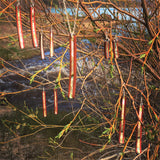 Abalone/wood Slender Laminate Earrings (mid length)