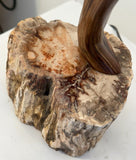 Petrified Wood Table Lamp