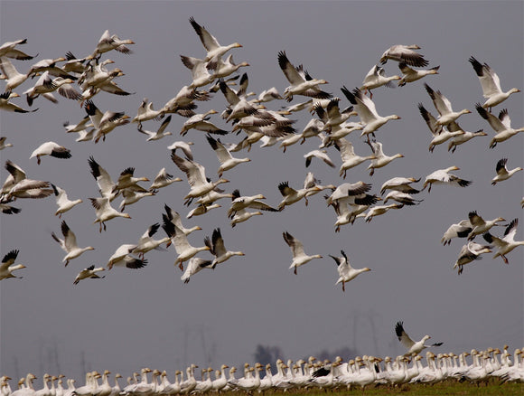 Snow Geese Gathering